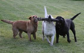 This experience begins with the choice of an appropriate healthy puppy. Pin On Labs