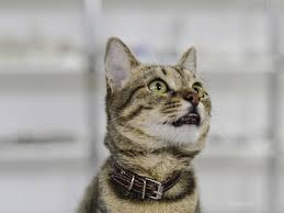 When is excessive drooling worrying? Why Is My Cat Suddenly Drooling A Lot Catwalls