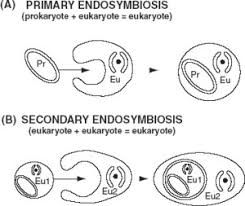 What Is The Difference Between Primary And Secondary Endosymbiosis Socratic