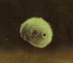 Never Forever Sea Sponge Henry Barnes Ca 1880s Australian Deep Sea Creatures Sea Sponge Sea Creatures