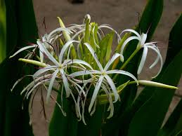 Image result for Crinum subcernuum