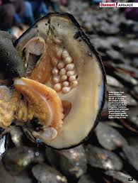 Planete Gaia Animal Invertebres Mollusques Le Monde Des Moules