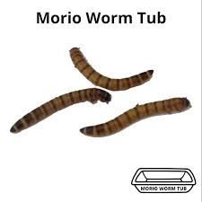Morio Worm Tub