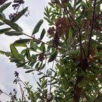 Image result for Crossopteryx