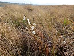 Image result for Disa baurii