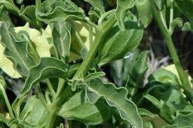 Image result for Physalis viscosa