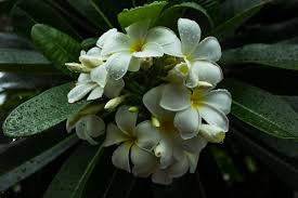 Image result for Periglossum mackenii