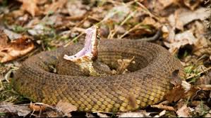 your guide to the six venomous snakes in the carolinas