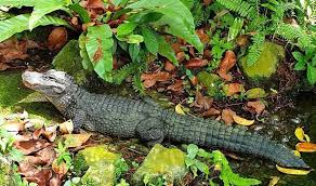 I Love Crocodiles 🐊