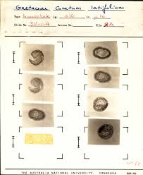 Image result for Gnetaceae