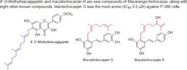 Image result for Macaranga schweinfurthii