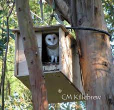 Barn Owl House Http Www Cbrp Org Sdbluebirds Barnowl Jpg Owl Nest Box Owl Nesting Natural Rodent Control