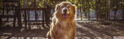At 12:00pm, priceless pets staff will randomly draw names inside the building with no outside parties present. Welcome Releash Atlanta