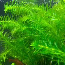 Image result for Agrocharis