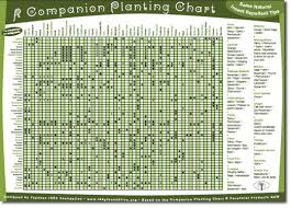 companion planting guide companion gardening companion