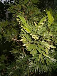 Image result for Phyllanthus ovalifolius