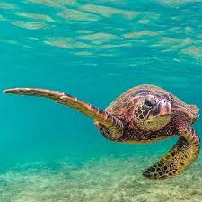 Image result for turtle