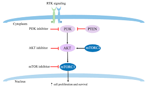 Check spelling or type a new query. Cancers Free Full Text Neoadjuvant Treatment For Triple Negative Breast Cancer Recent Progresses And Challenges