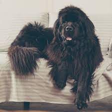 This long haired dog breed have many great characteristics. 15 Long Haired Dog Breeds That Anyone Would Envy