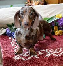 Mini Dachshund Puppies For Sale Black Tan Doxie Breeder Short Hair Pups Dapple Dachshund Dachshund Puppies Daschund Dog