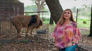 This big domestic cat has a propensity to play on shelves and bookcases, finding lofty heights from which to survey his domain. Tiger Mauls Volunteer At Carole Baskin S Big Cat Rescue Bbc News