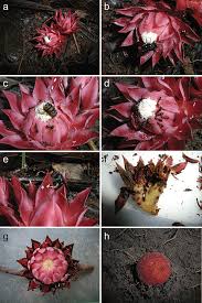 Image result for Thonningia sanguinea