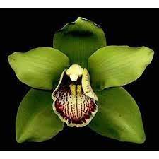 Cymbidium Orchid Flower Cutter Set Default Title Types Of Orchids Cymbidium Orchids Orchids