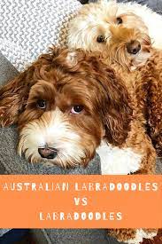Australian Labradoodle Vs Labradoodle What Is The Difference Australian Labradoodle Grooming Australian Labradoodle Puppies Labradoodle Puppy