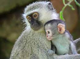 Mom And Baby Grivet Or African Green Monkey Monkey Pictures Animals Vervet Monkey
