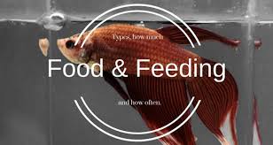 Learn how much to feed your betta fish and how often so you don't overfeed them! Best Betta Fish Food What To Feed How Much Bettafish Org