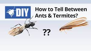 Body shape:if you look at the insect's body shape, take a good look at the abdomen area. Termites Vs Ants How To Tell The Difference Between Ants Termites Youtube