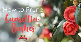 How To Prune Camellias Prune Camellia Hardy Plants