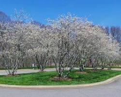 Image of Serviceberry (Amelanchier spp.)