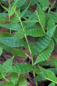 Image result for Oplismenus compositus