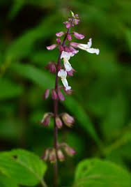 Image result for Orthosiphon thymiflorus