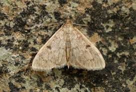 Image result for Anania perlucidalis