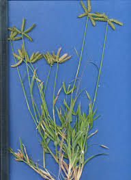 Image result for Dactyloctenium geminatum