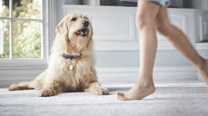 Comfortis is used to treat and prevent flea infestations in dogs and cats. Comfortis Fast Acting Chewable Flea Protection For Dogs Elanco