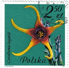 Image result for Orbea lugardii