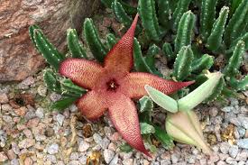 Image result for Stapelia gigantea
