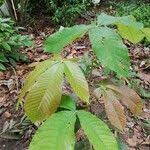 Image result for Myrianthus arboreus