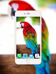 Inscription des invités sur le smartphone. Parrot Wallpaper Hd By Perospero Latest Version For Android Download Apk