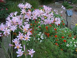 A carpet of pink blooms to start the spring. More About Surprise Lilies