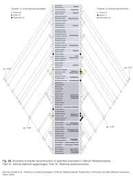 Image result for Antherotoma naudinii