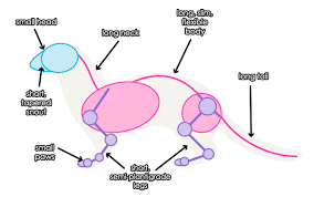 How To Draw Animals Weasels Stoats Minks Polecats And Ferrets Envato Tuts Design Illustration Tutorial Animal Drawings Stoat Ferret