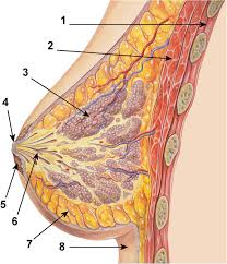 It describes the theatre of events. Diagram Of The Ductal Anatomy Of The Breast 1 Chest Wall 2 Download Scientific Diagram