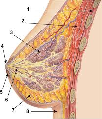 Attached to the bones of the skeletal system are about 700 named muscles that make up roughly half of a person's body weight. Diagram Of The Ductal Anatomy Of The Breast 1 Chest Wall 2 Download Scientific Diagram