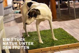 Wie können sie ihren hund im garten sinnvoll beschäftigen? Das Hundeklo Aus Echtem Rasen Von Carnilo Im Test Gruner Hund