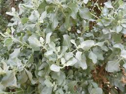 L Arroche Marine Une Plante De Bord De Mer Sauvage Et Comestible Bord De Mer Plantes Sauvages Comestibles Pourpier
