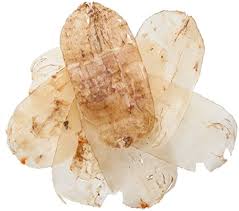 Image result for Tephrosia elata